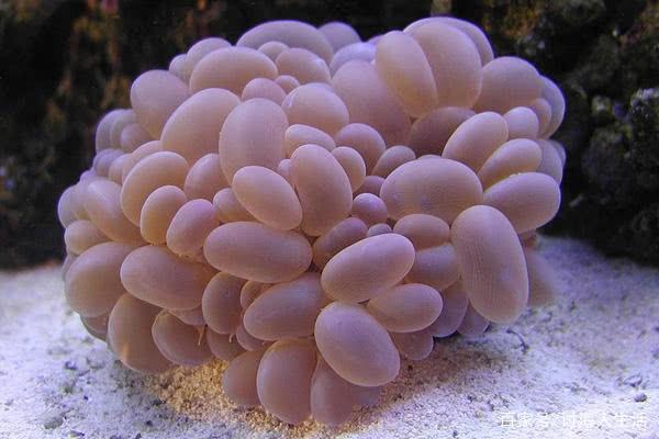 能吹 泡泡 的氣泡珊瑚 帶有一定的毒性不要跟其他混養 雪花新闻