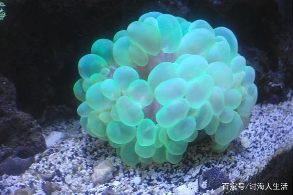 能吹 泡泡 的氣泡珊瑚 帶有一定的毒性不要跟其他混養 雪花新闻